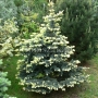 Eglė dygioji (Picea pungens) 'Bialobok'Pa